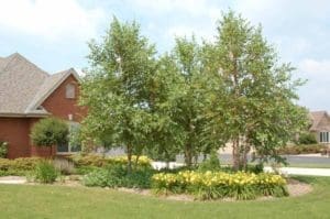 A house with trees and flowers in the yard.