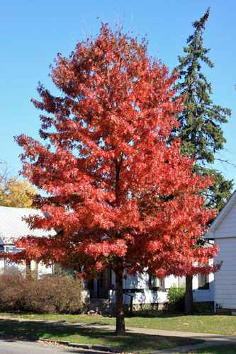scarlet oak