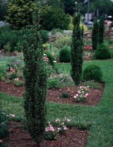A garden with many bushes and trees
