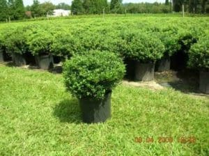 A large number of bushes in the grass