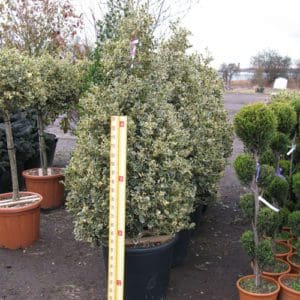 A large bush in a pot with a ruler