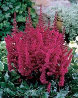 Astilbe diff. colors