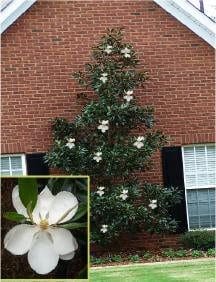 Dwarf Southern magnolia