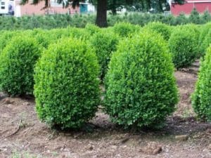 A group of bushes in the dirt near a tree.