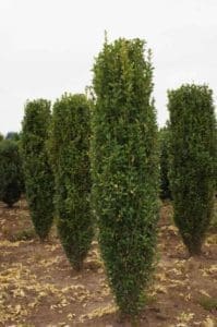 A group of tall trees in the middle of a field.