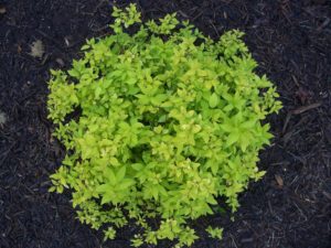A plant that is growing in the dirt.