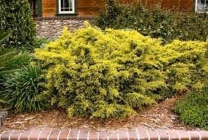 A bush with lots of yellow flowers in front of a house.